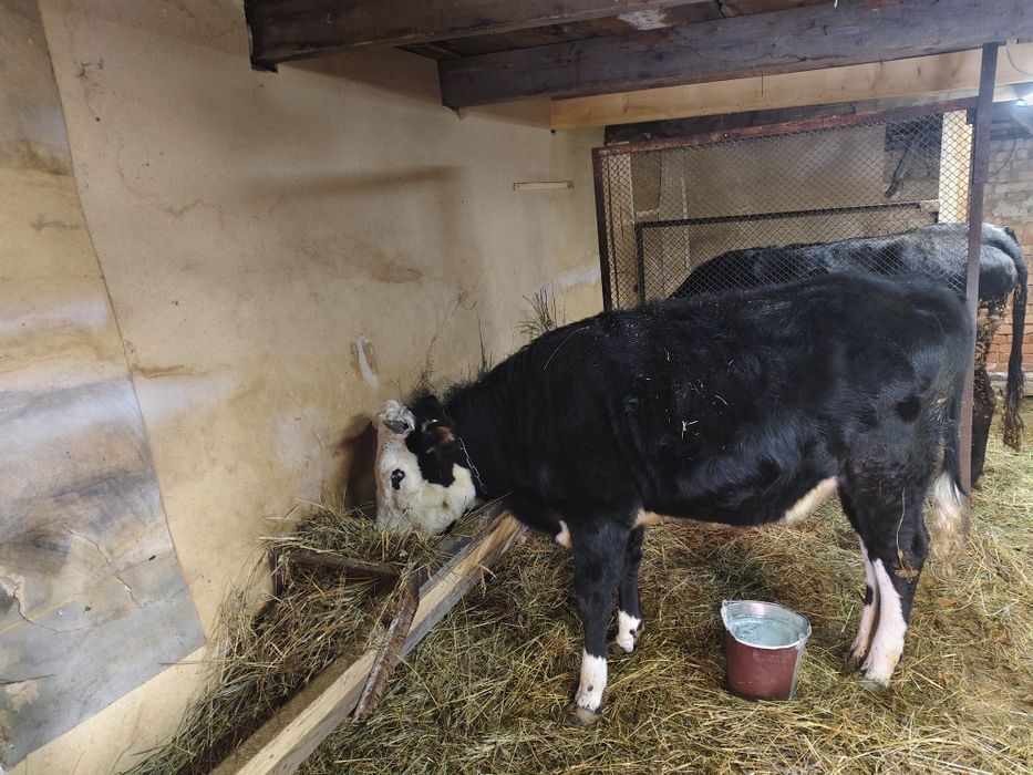 Телка годовалая молочного направления