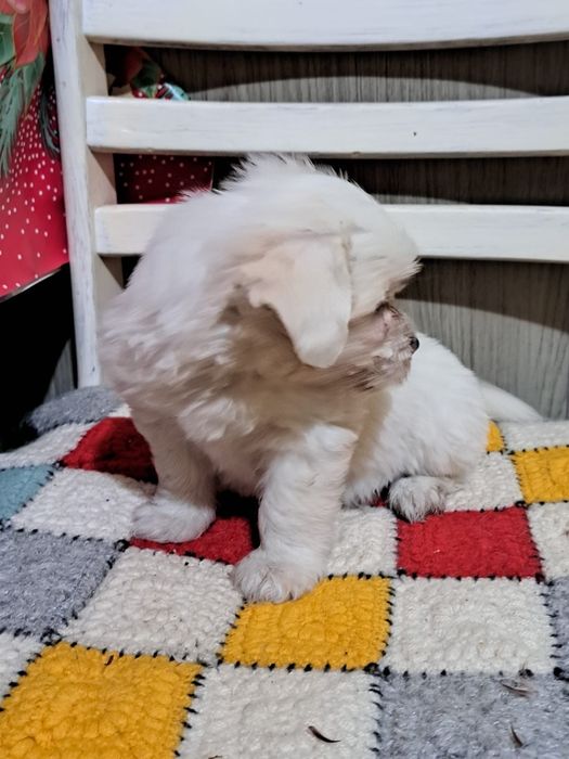 Bichon Maltez mascul