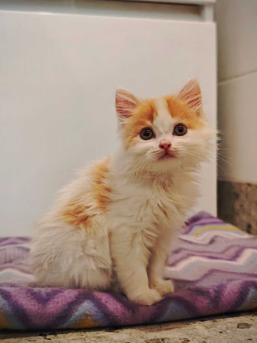Рыжий котенок ищет дом, мальчик.