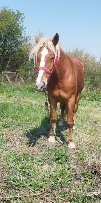 Vând iapa de 5 ani foarte bună la căruță