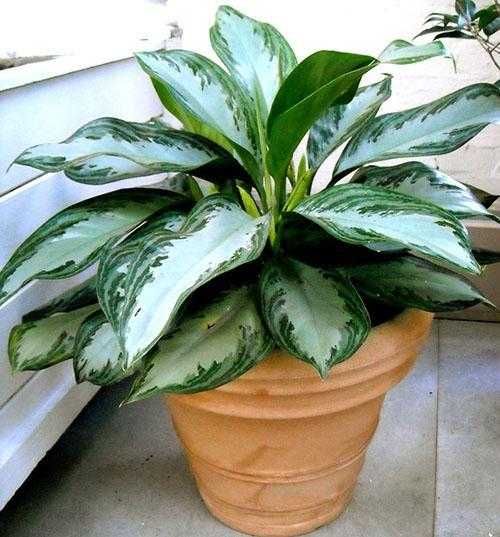Аглаонема уход в домашних условиях фото Аглаонема уход в домашних условиях фото