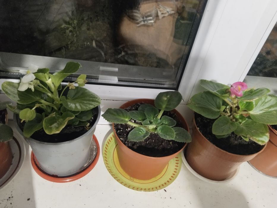 Цветы для офиса и дома