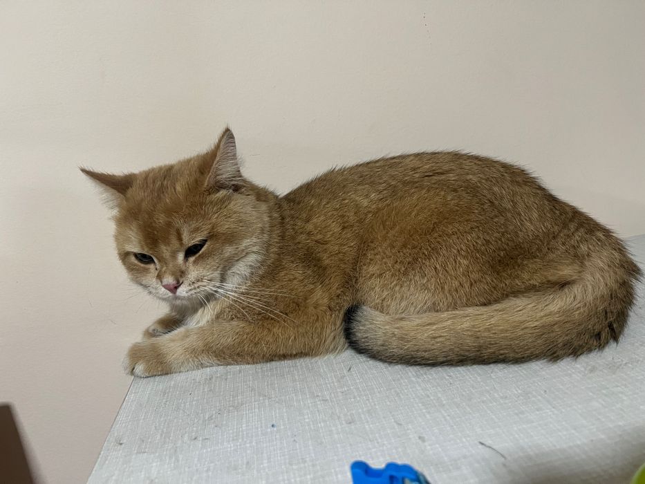 Shatlanskiy zalataya shinshilla va serebristiy chinchilla