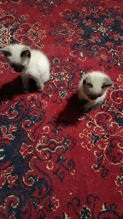 Отдам котят 2 мальчика
