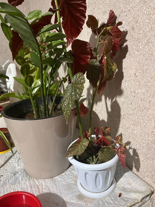 Комнатные растения