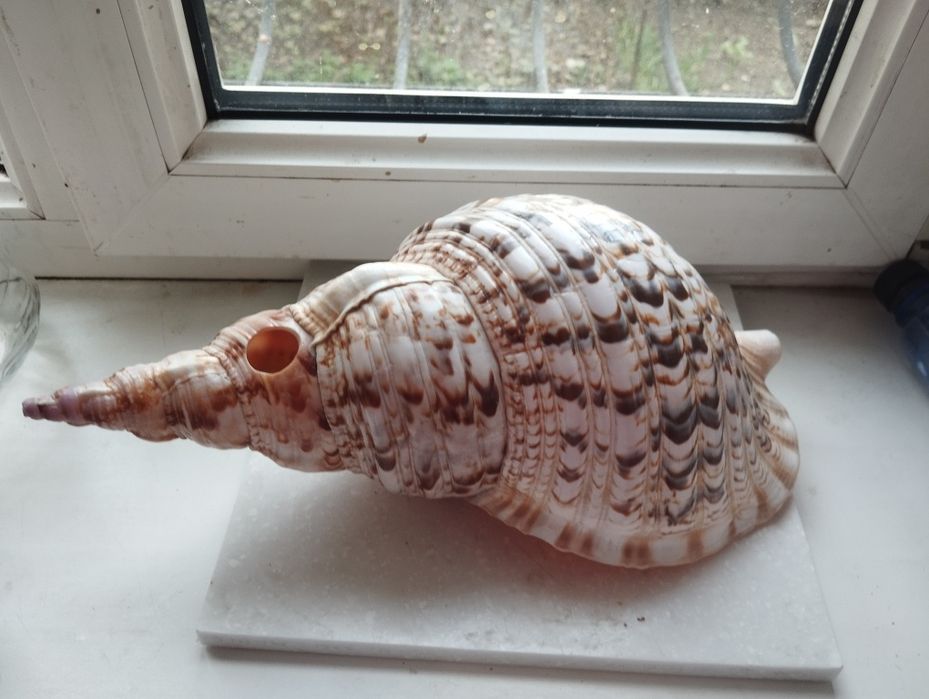 Сувениры ,слоны ,ракушки