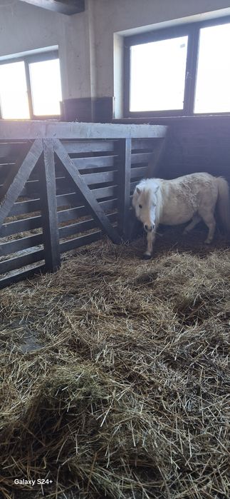 Iapă gestantă felabella