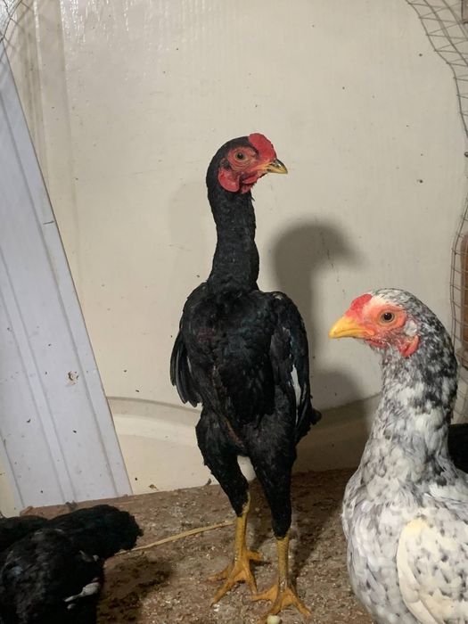 Корея 5 та жужа 1 хуроз 4 макиён сентябрь жужалари