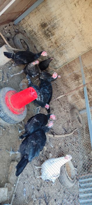 Kurkalar sotiladi 4 vissi