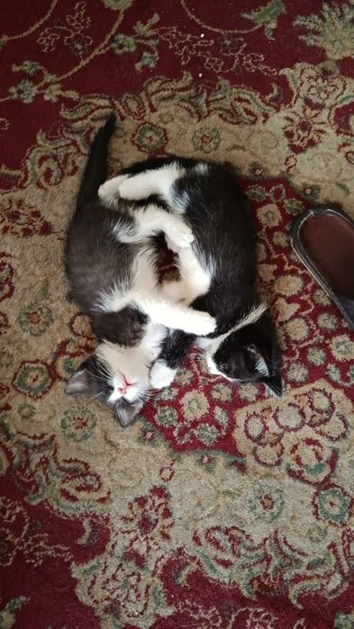 Котята, которые будут любить вас больше, чем бывший