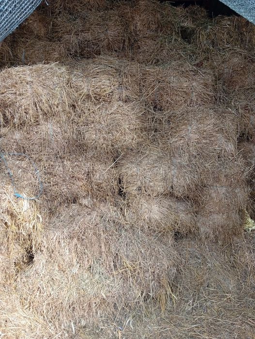 Vând baloți de lucernă și fan