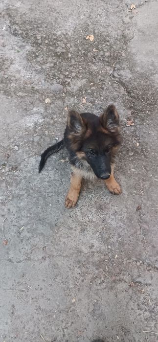 Продам щенка немча 4 месятся