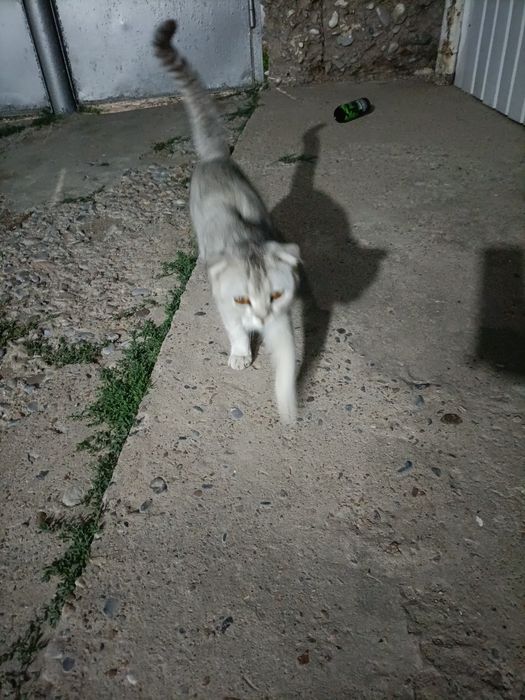 Кот мальчик скоттиш фолд