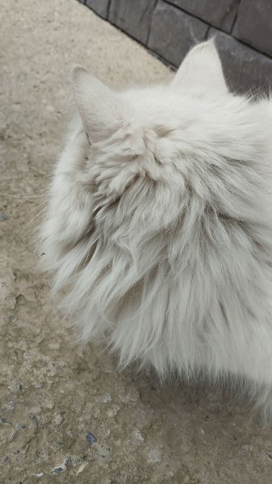 Турецкая ангора, белая пушистая