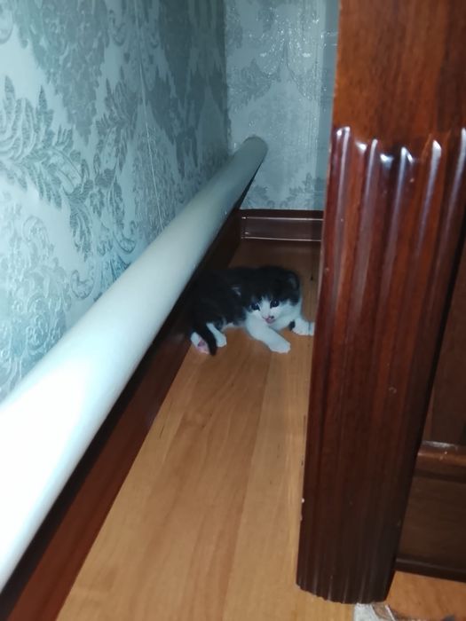 Бесплатно  котята