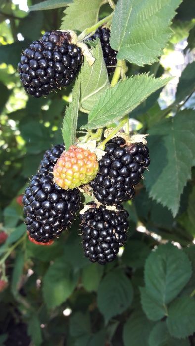 Vand butasi de MUR din soiul Thornfree fara spini Anul 2