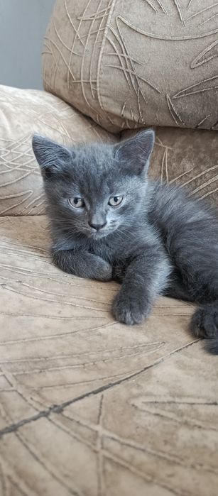 Отдам котят в добрые руки!