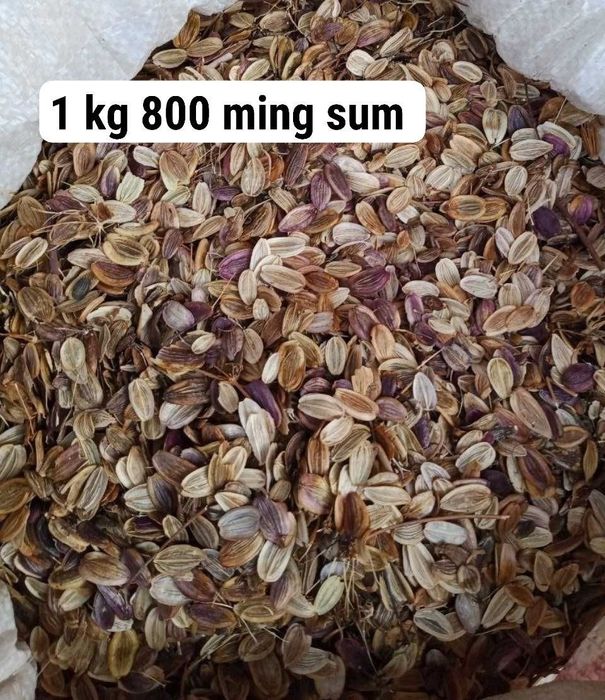 Каврак уруги сотилади