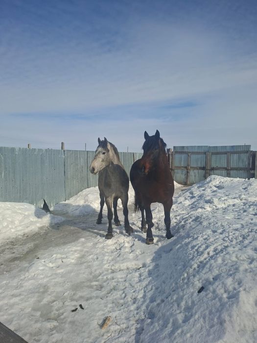 Продам лошадей новаалтайских жеребцов