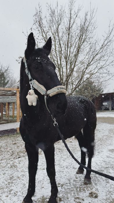Cal de sport unguresc