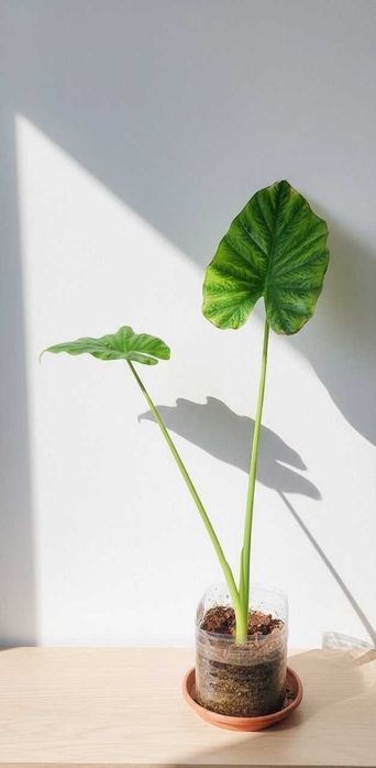 Алоказия Арма Alokaziya Arma