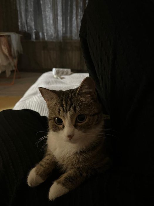 Котенок девочка отдам бесплатно