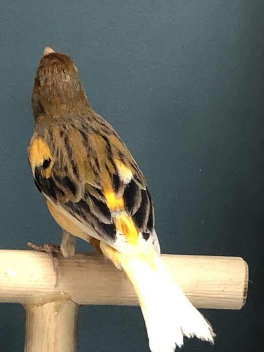 Канарейка кенор самец