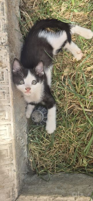 Отдам котят в добрые надёжные руки !