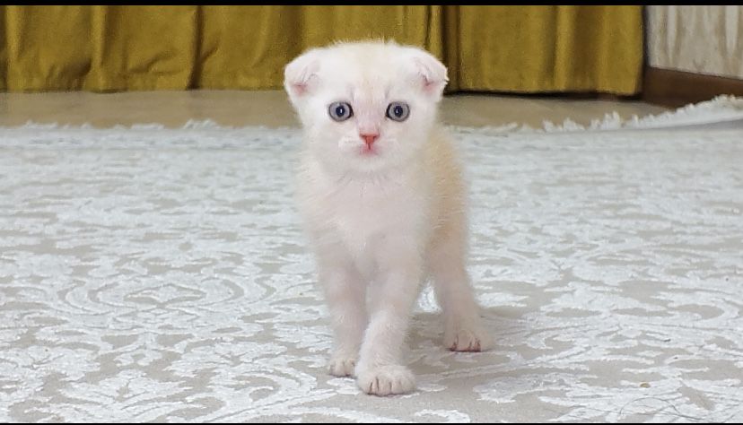 Вислоухий котёнок (Skottish fold)