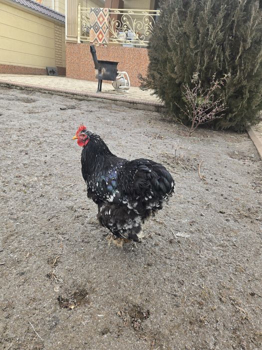 Петух, брама, кокинхин