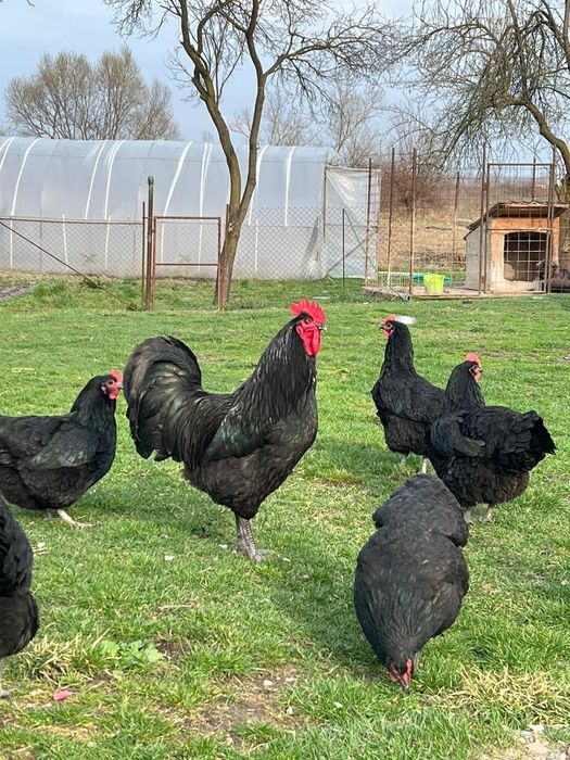 Vând ouă pentru incubat rasa Australorp