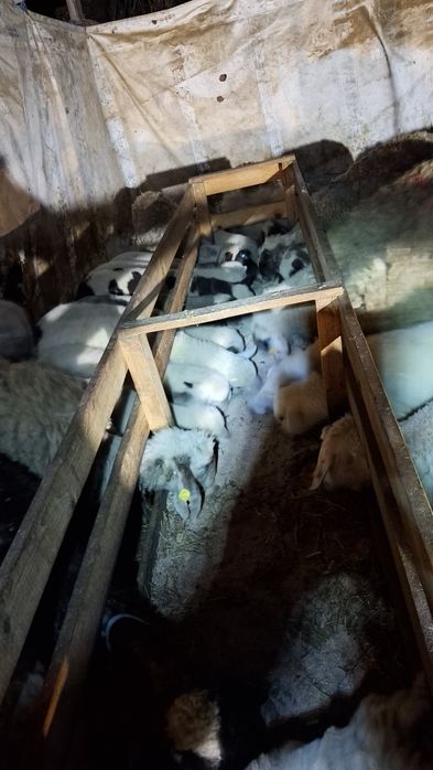 Агнета шилета  кочлета овце