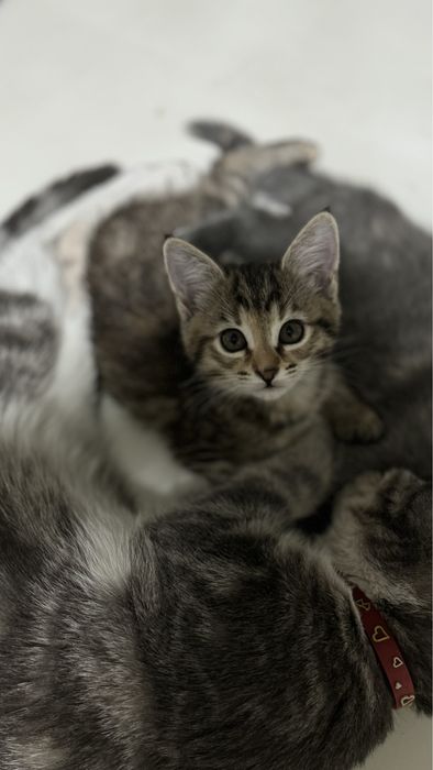 Котята девочки 1,5 месяца