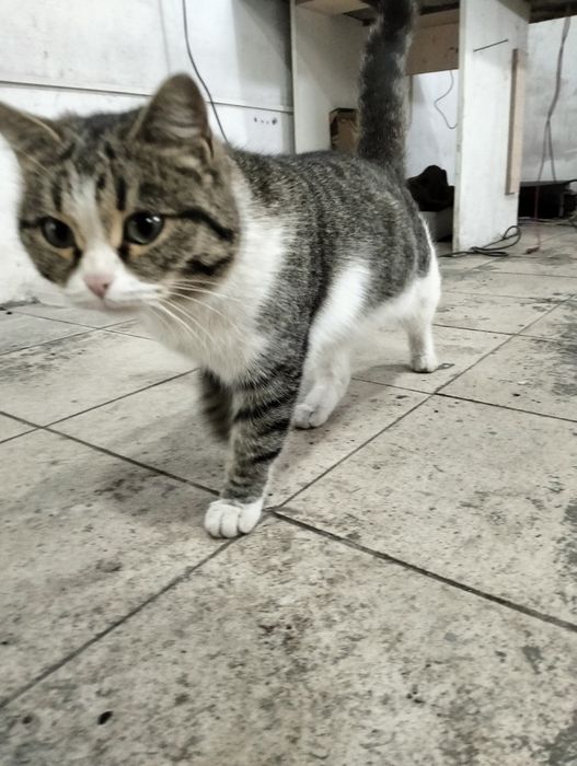 Кошка сто-шка ищет дом