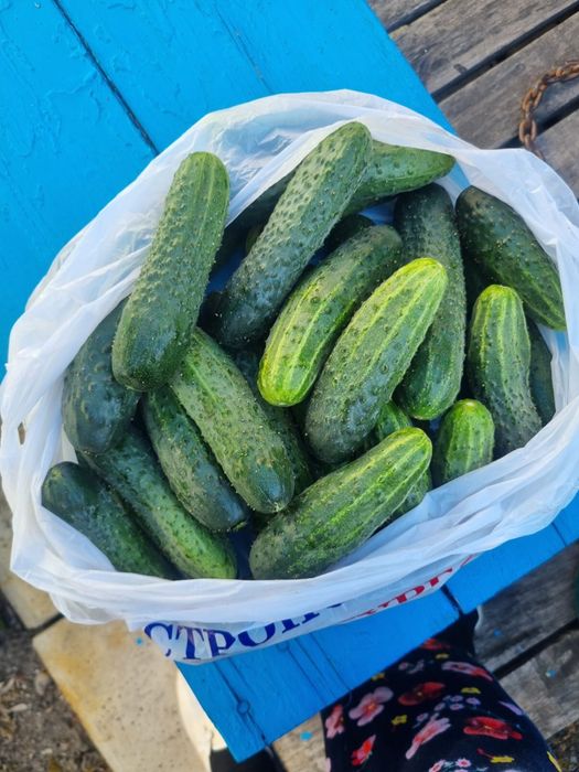 Продаю огурцы домашние.
