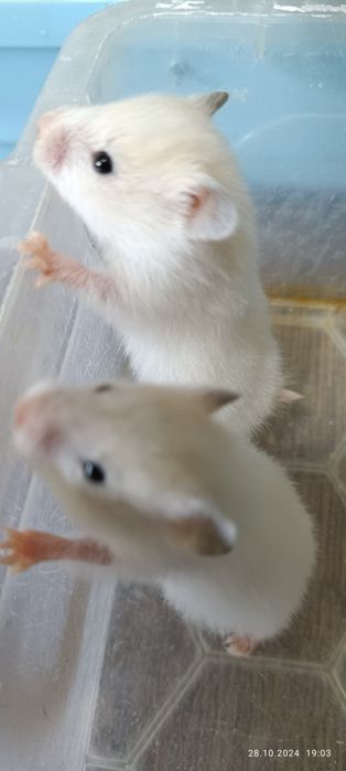 Хомячки сирийские!4недели!