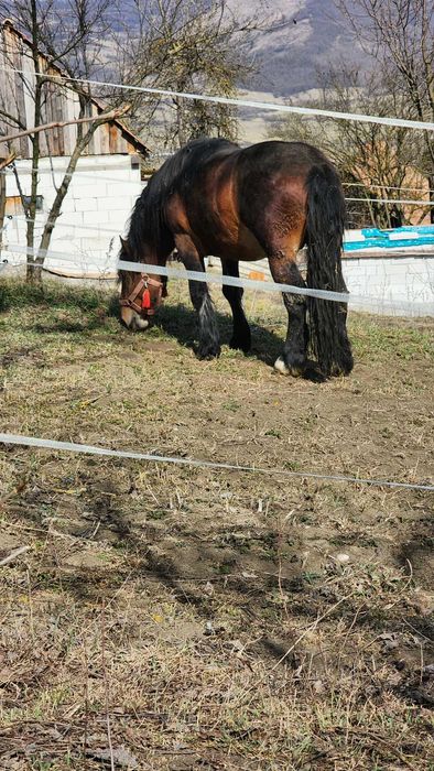 Vand armasar de 3 ani!