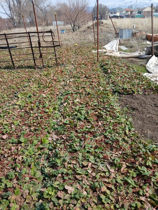 Аренда жер беріледі 3гектар