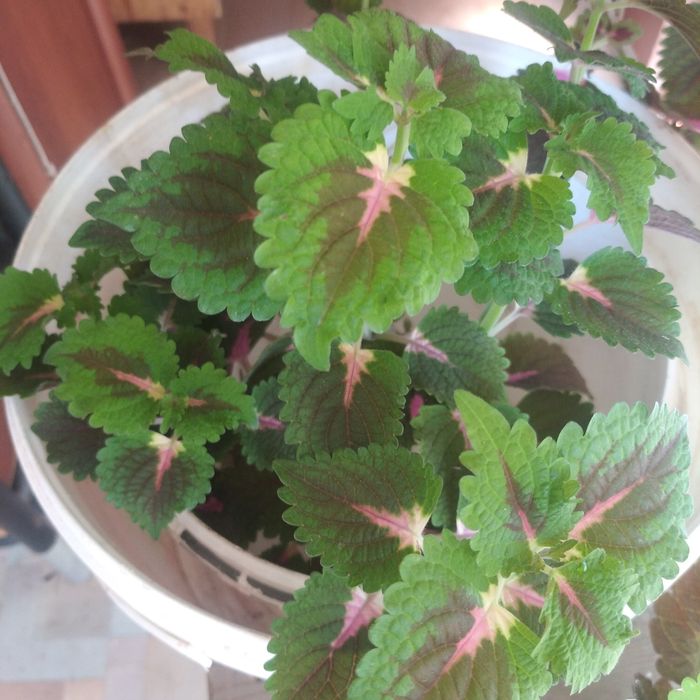 Колеусы разной расцветки