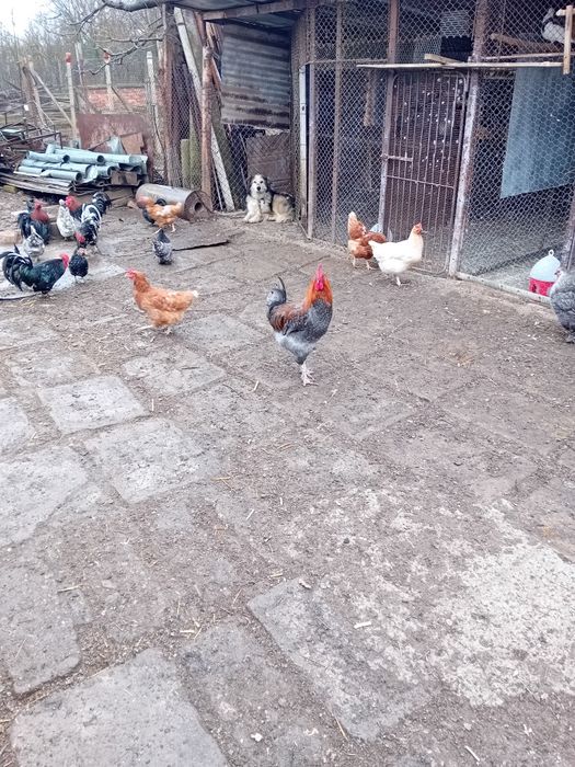 Млади петли маран