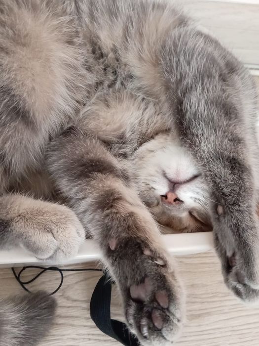 Отдам котёнка в добрые руки