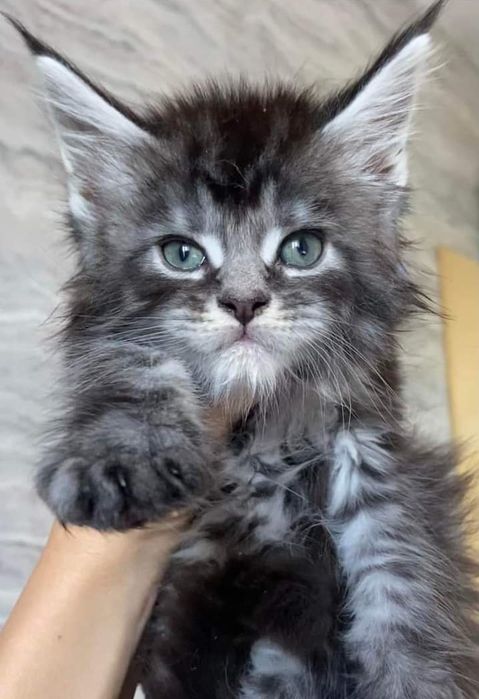 Котята мейнкун мальчики все