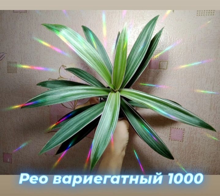Филодендрон Биркин, Рео вар