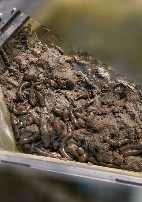 Momeală vie pentru pescuit–Râme roșii,Canadiene/Tulcea Negre,Lipitori