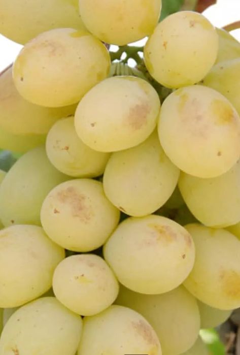 Butasi vita de vie altoita si hibrid