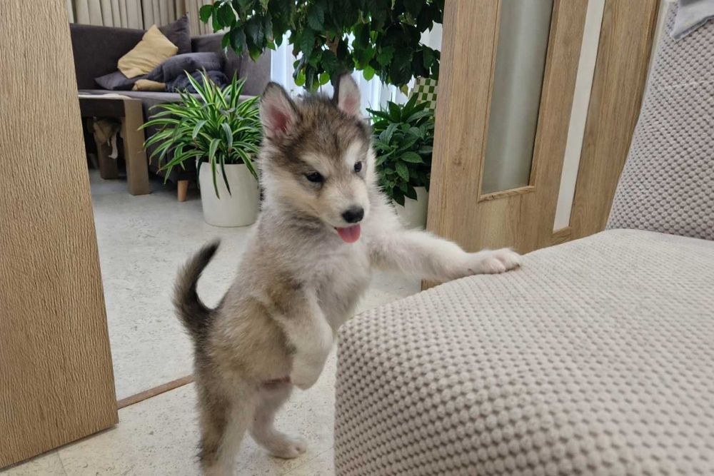 Мъжко кученце Аляски маламут