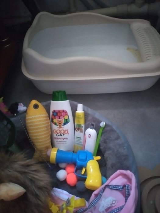 Кошка шотландский