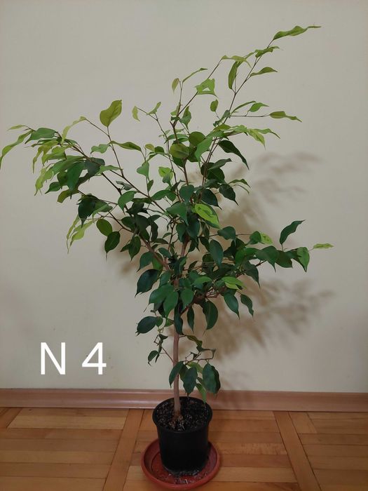 Продавам фикуси бенджамин 25-65 лв.