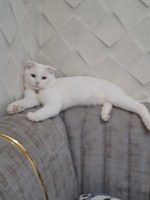 Вязка Кот опытный Симба