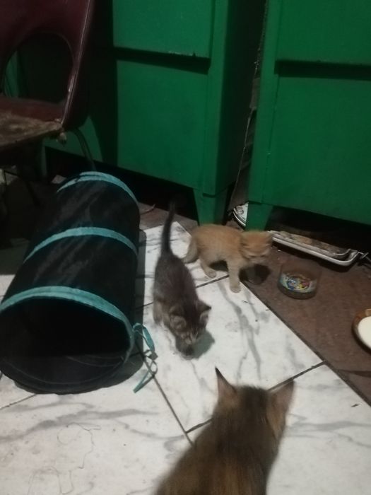 Котята ищут дом.